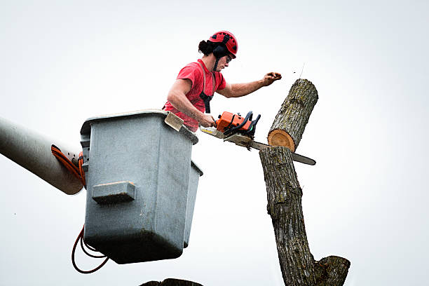  Catonsville, MD Tree Services Pros